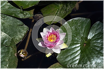 Waterlilies in the pond of Alcazar Cordoba, Spain Stock Photo