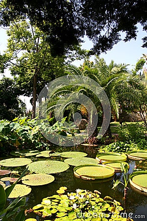 Waterlillies in a pond. Stock Photo