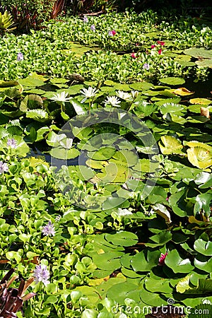 Waterlillies in a pond. Stock Photo