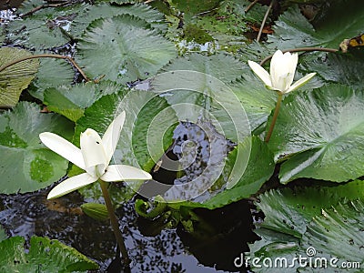 Waterlillies Stock Photo