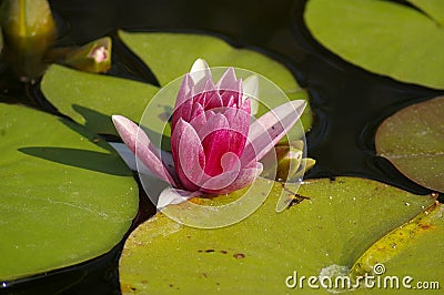 Waterlilly Stock Photo