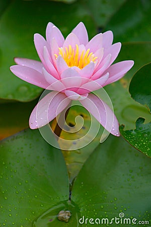 Waterlily Stock Photo