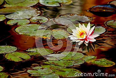The waterlily Stock Photo