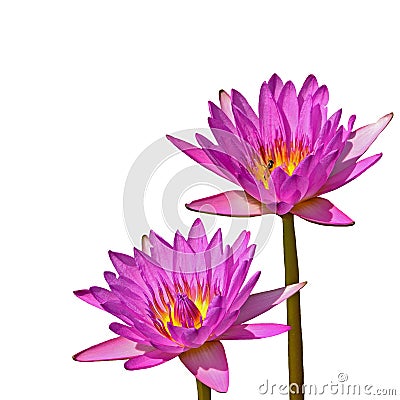 Waterlily Stock Photo