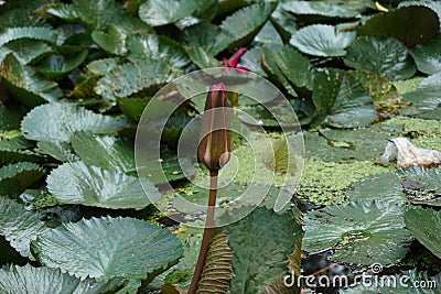 Waterlily floating on the pond Stock Photo