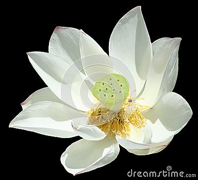 Waterlily isolated Stock Photo