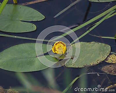 Waterlily in lake single beautiful blooming yelow color Stock Photo