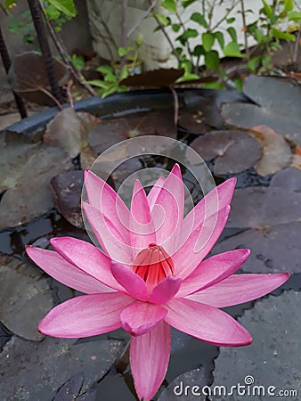 Waterlily lily Flower blooming in the tub Stock Photo