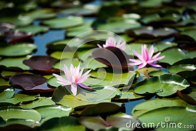 Waterlily with Lily pads in Swamp or Marsh on Warm Summer Day Stock Photo