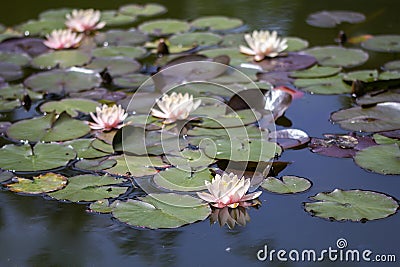 Waterlily lotus on a water Stock Photo