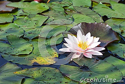 Waterlily Nymphaea alba from the estuary of the river Stock Photo