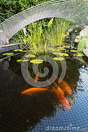 Waterlily plant in a Koi carp fish in a pond with a metal mesh cover heron protector Stock Photo