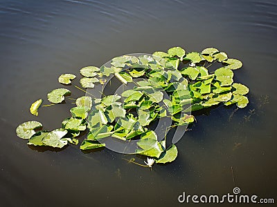 Waterlily plant on water surface Stock Photo