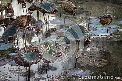 Waterlily pond, dry and dead water lilies, dead lotus flower, beautiful colored background with water lily in the pond Stock Photo