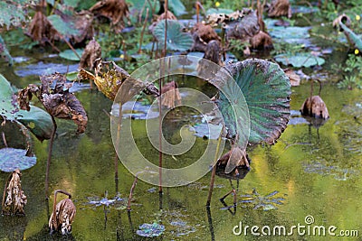 Waterlily pond, dry and dead water lilies, dead lotus flower, beautiful colored background with water lily in the pond Stock Photo
