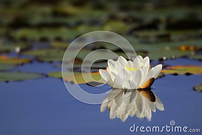 Waterlily reflecting on water Stock Photo