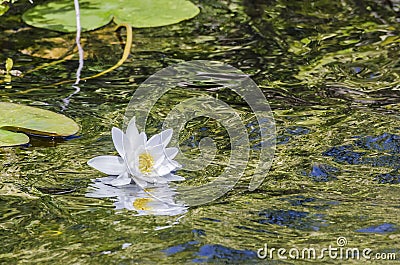 Waterlily reflection Stock Photo