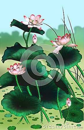 Waterlily Stock Photo