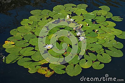 Waterlilys or lotuses flower blooms in a pond or river. Close-up of a nymphea Marliacea Albida in a garden pond on the water Stock Photo