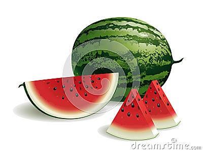 Watermelon Vector Illustration