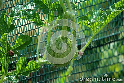 Watermelon or Citrullus lanatus plant with small fruit growing in local garden surrounded with leaves and protective net in Stock Photo