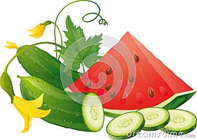 Watermelon and cucumber Vector Illustration