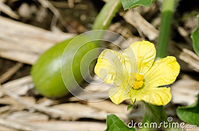 Watermelon flower Stock Photo