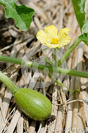 Watermelon flower Stock Photo