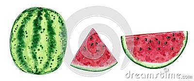 Watermelon fruit and slices, watercolor illustration Cartoon Illustration