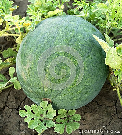 Watermelon in the garden Stock Photo
