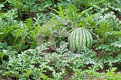 Watermelon on the green watermelon plantation in the summer Stock Photo