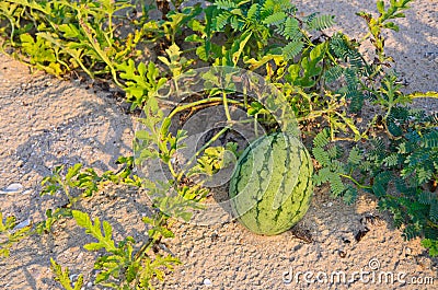 Watermelon growing on the beach in fine clear weather . Stock Photo