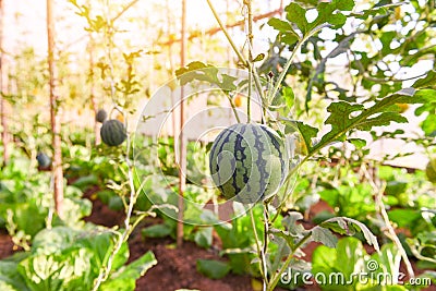 Watermelon growing in the garden, Green watermelon farm organic in greenhouse Stock Photo