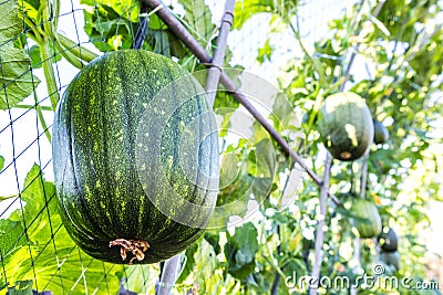 Watermelon hanging on tree Stock Photo
