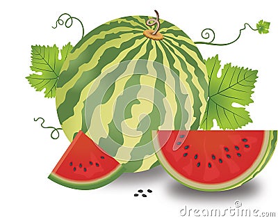 Watermelon, illustration Vector Illustration