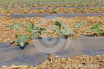 watermelon leaf grown Stock Photo