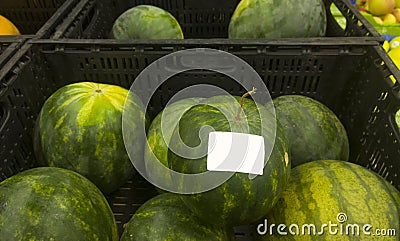 Watermelon Stock Photo