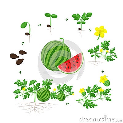 Watermelon plant growth stages from seed, seedling, sprout, flowering and ripe fruit on mature plant with roots Vector Illustration