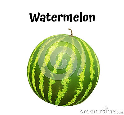 Watermelon realistic ripe. Vector illustration. Vector Illustration
