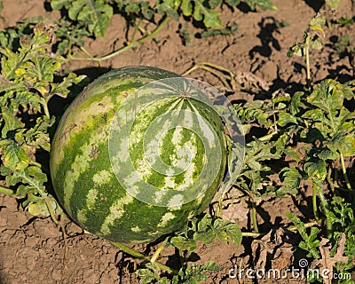 Watermelon riping on ground at field close-up, selective focus, shallow DOF Stock Photo