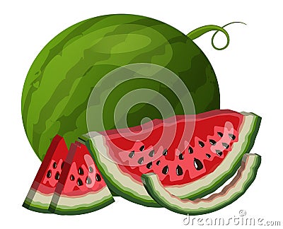 Watermelon and slice closeup. Vector isolated illustration. Vector Illustration