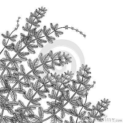 Vector corner bunch of outline plant Myriophyllum spicatum or Eurasian water milfoil in black isolated on white background. Vector Illustration