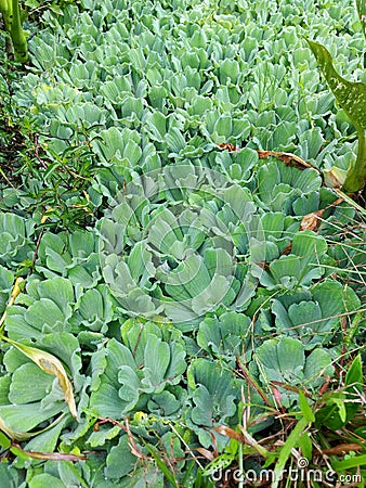 Waterplant ecosystem in tropical area Stock Photo