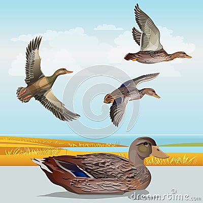 Waterscape with wild ducks Vector Illustration