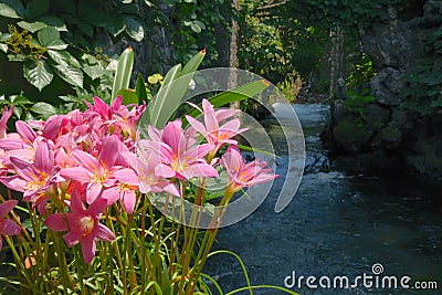 Waterside flowers Stock Photo