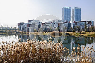 Waterside reeds with modern buildings in distance on sunny winter day Editorial Stock Photo