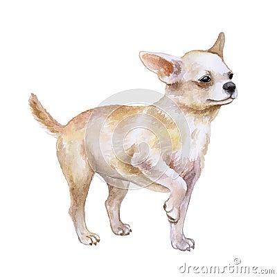 Watrcolor portrait of chihuahua dog Cartoon Illustration