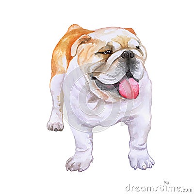 Watrcolor portrait of English bulldog Stock Photo