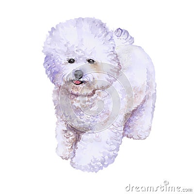 Watrcolor portrait of rare bichon frise dog Cartoon Illustration