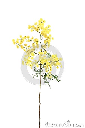 Wattle Stock Photo